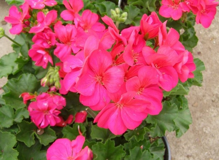 FIORI